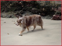 Wags on the beach