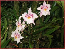 Finca Dracula White Orchid