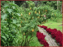 Finca Dracula Garden Path