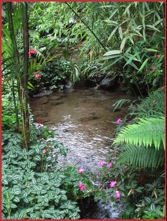 Finca Dracula Garden Pond