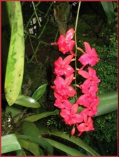 Finca Dracula Red Orchid