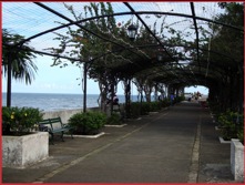  The tunnel of the bougainvillea's