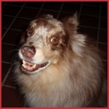B.G. Wags